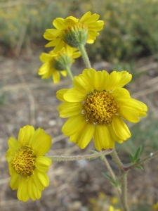 Amauriopsis dissecta